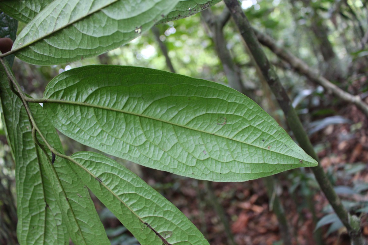 Diospyros albiflora Alston